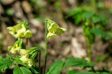 Spring flowering. Cowslip flowers in the grass and garden. Slovakia