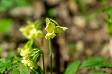 Spring flowering. Cowslip flowers in the grass and garden. Slovakia