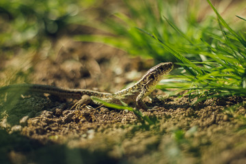 Close up photo of small brown - green camouflage lizard in the grass resting on ground (soil) on sunny day. Small European lizard in the garden looking and posing to camera - photo from profile.