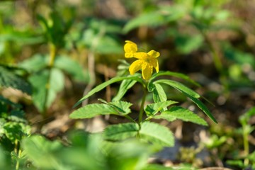 Spring flowering. Cowslip flowers in the grass and garden. Slovakia