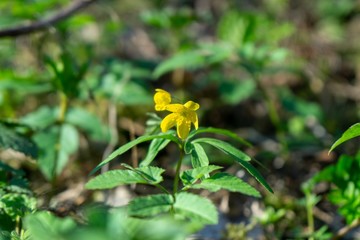 Spring flowering. Cowslip flowers in the grass and garden. Slovakia