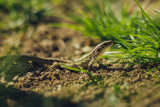 Close up photo of small brown - green camouflage lizard in the grass resting on ground (soil) on sunny day. Small European lizard in the garden looking and posing to camera - photo from profile.