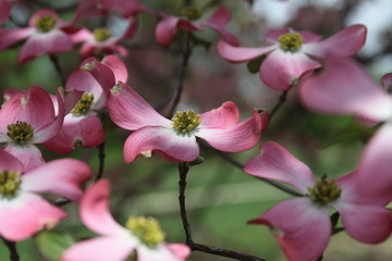 Fototapeta premium Pink Dogwood 2019 VIII 