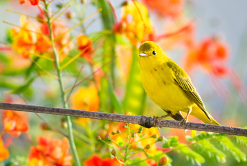 A Yellow Warbler, Setophaga petechia, bird perches on a branch with colorful Barbados Pride flowers in the background.