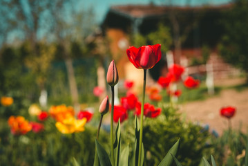 Close up photo of red and yellow tulips  in the garden on sunny day with wooden cottage on background. Photo of colorful tulips plants on the farm with blue sky.