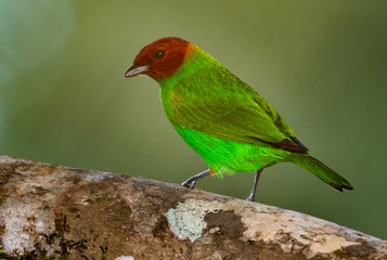 A Bay-headed Tanager perches on a large branch in the rainforest with a smooth background.