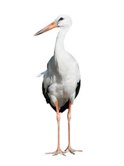 Crane bird isolated on white