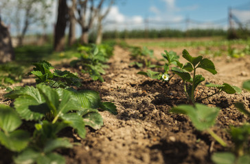 Close up photo of green and growing Strawberry plants in the garden with blue clouds on the sky on background. Strawberries plants and blooming bushes on the field and farm.