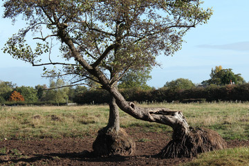 twisted tree