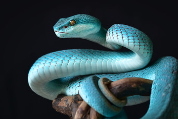 Blue Insularis Snake