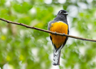 A Green-backed Trogon, Trogon viridis, perched on a branch in the rainforest of Trinidad and Tobago.