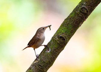 A House Wren eating a grub with a pastel background.