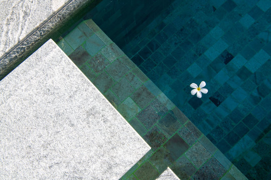 Tropical frangipani flower floating in blue pool water