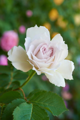 薔薇　ガブリエル