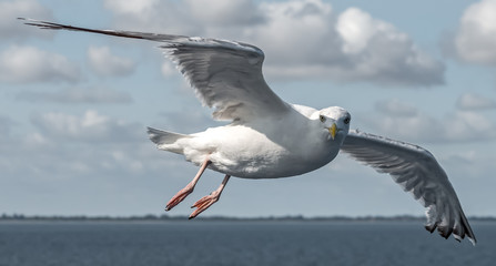 herring gull