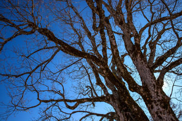 Alter_Birnbaum_6681