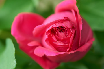 薔薇　ルージュ・ピエール・ドゥ・ロンサール