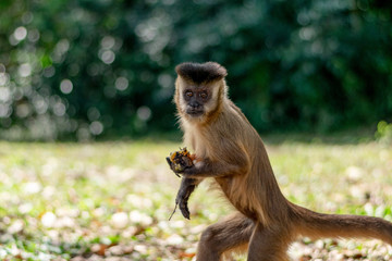 Beautiful Sapajus monkey closeup