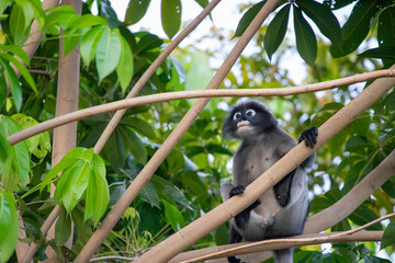 Dusky Langur Monkey sitting on the tree branch in the forest.