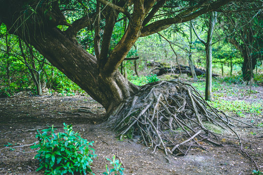 Uprooted Tree in Forest
