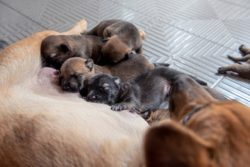 Close up Newborn puppies sucking milk from their mother dog