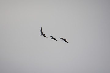 Seagulls Flying