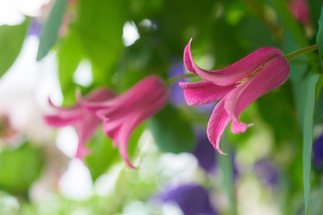 クレマチス　プリンセス・ダイアナ