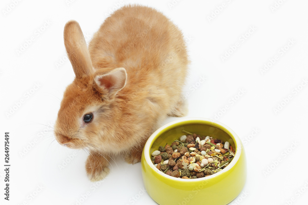 Wall mural baby bunny with a bowl of dry food on a white background