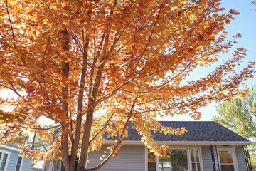 Maple tree, in front of a house, wearing gorgeous golden leaves.