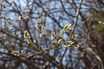 flora, nature, spring, Sunny, day, blue, sky, forest, tree, willow, branch, opened, buds, 