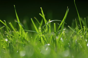Close Up Of Fresh Grass In The Early Morning