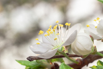 the blossoming flowers of fruit-trees in the spring. macro