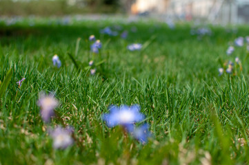 little blue flowers in the grass