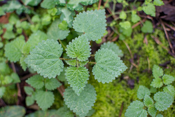 Nettle Plant