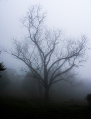 Creepy Tree