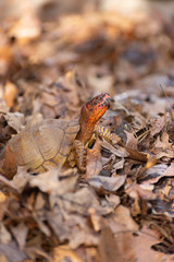 Box turtle in the woods