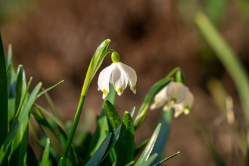 Spring flowering. Snowdrops in the park. Slovakia	