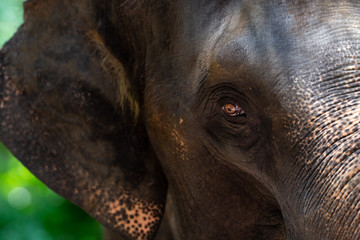 The Asia elephant for background. Close up of the eye Asia elephant, selective focus and free space for text. Wildlife animal background idea concept.