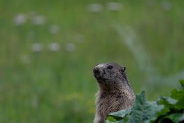 Marmottes