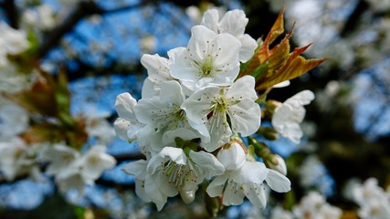 Obstbaumblüte im Bergischen land