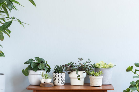 Stylish scandinavian interior with design commode and beautiful composition of plants in different hipster pots. Modern home decor. Gray background wall. Minimalistic concept. Template. Home garden.