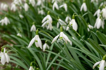 Spring flowering. Snowdrops in the park. Slovakia	