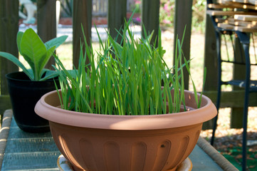 Green grass known as catgrass growing in plastic container in backyard garden, morning light.