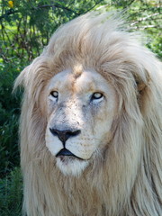 Weißes Löwen Männchen Portrait