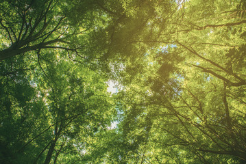 Summer green forest