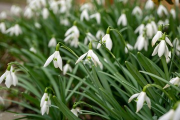 Spring flowering. Snowdrops in the park. Slovakia	