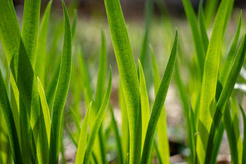 Obraz premium pattern of green vertical leaves in the spring