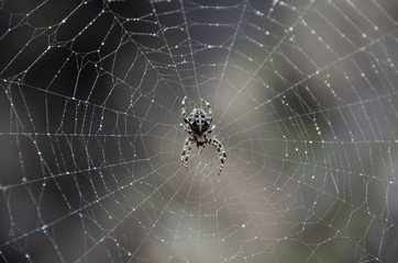 Araignée sur sa toile