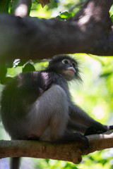 Dusky Langur Monkey sitting on the tree branch in the forest.