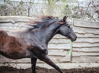 Beautiful mare runs in the pen